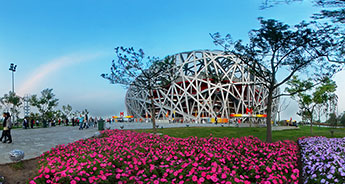 Bird's Nest