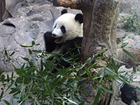 Panda in the Beijing Zoo